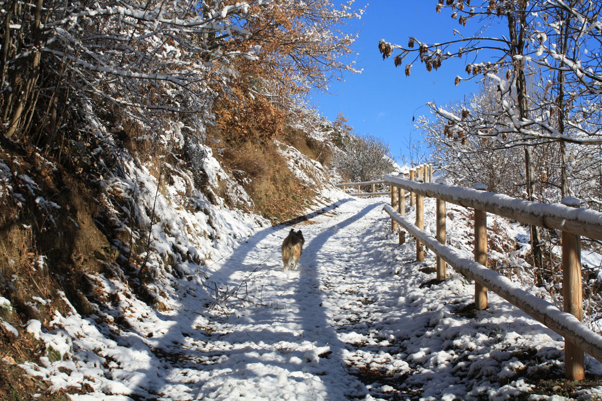 mushing
